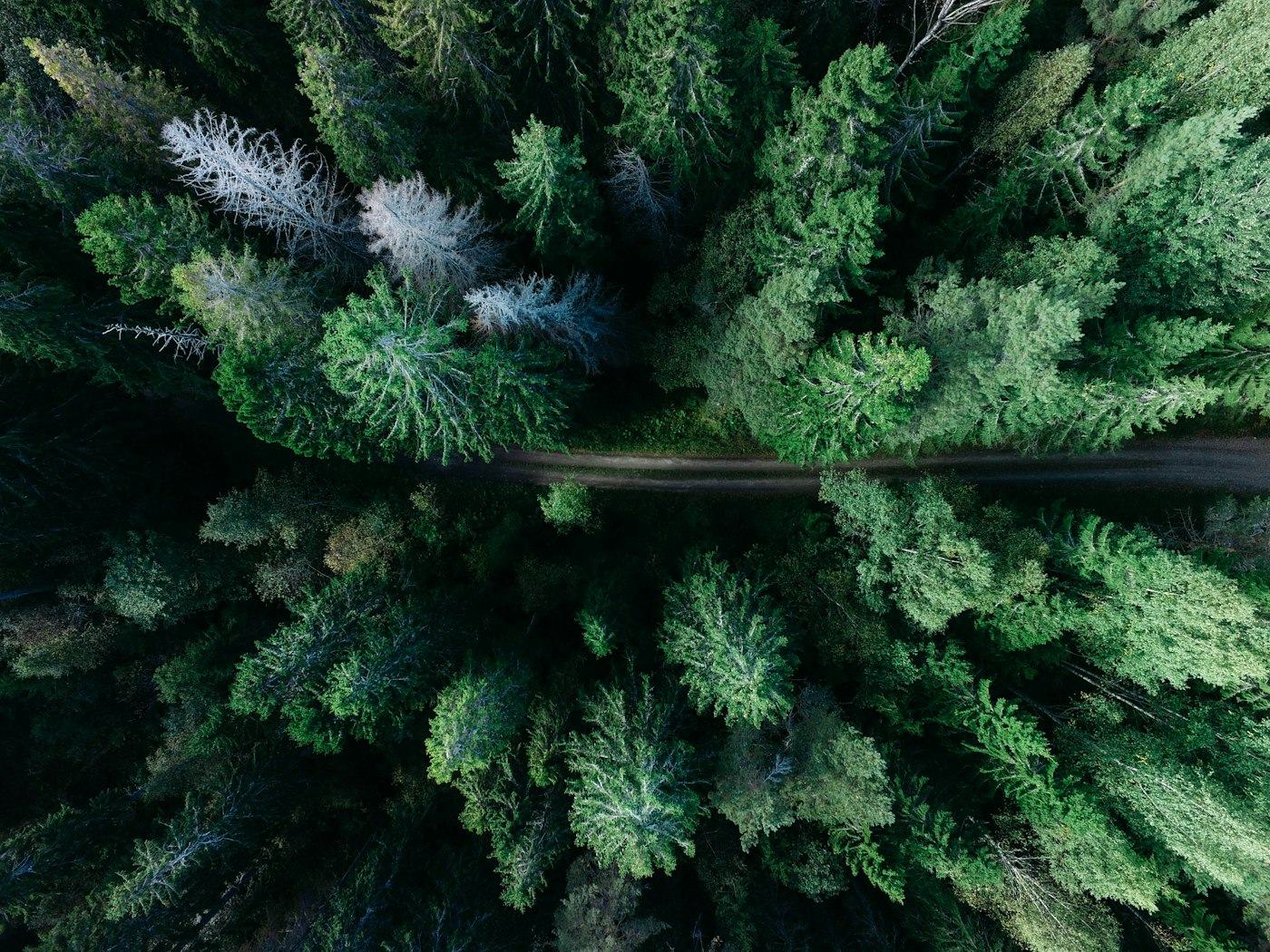 Aerial view of a road cutting through dense evergreen forest