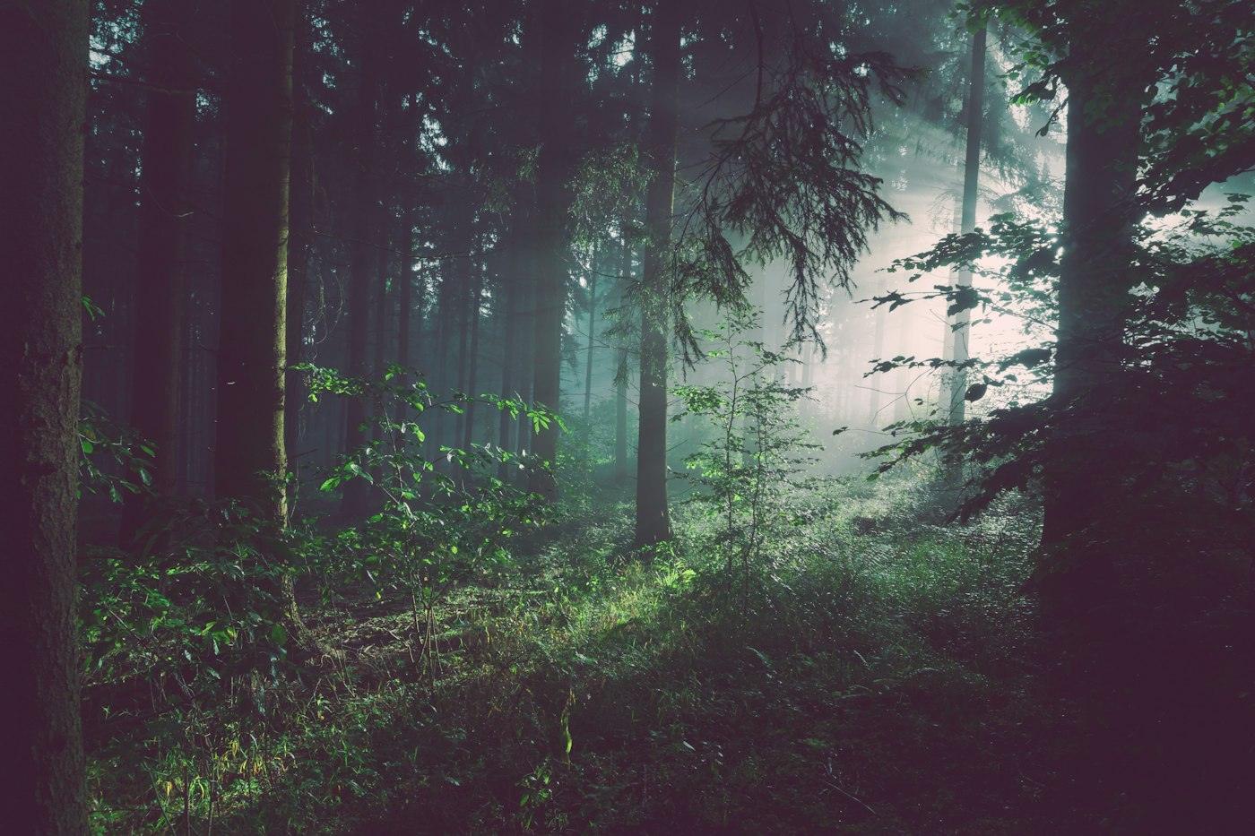 Sunlight filtering through a mature forest