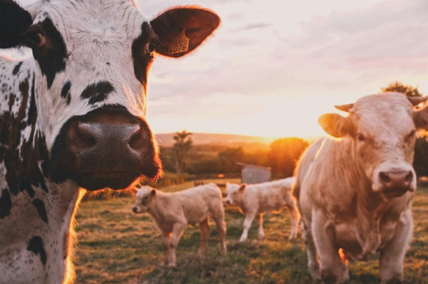 Cattle in a pasture at sunrise