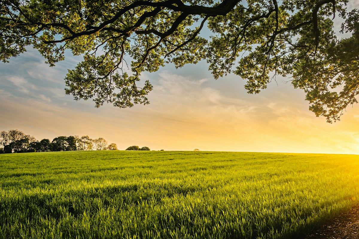 Green field at sunset framed by an old oak